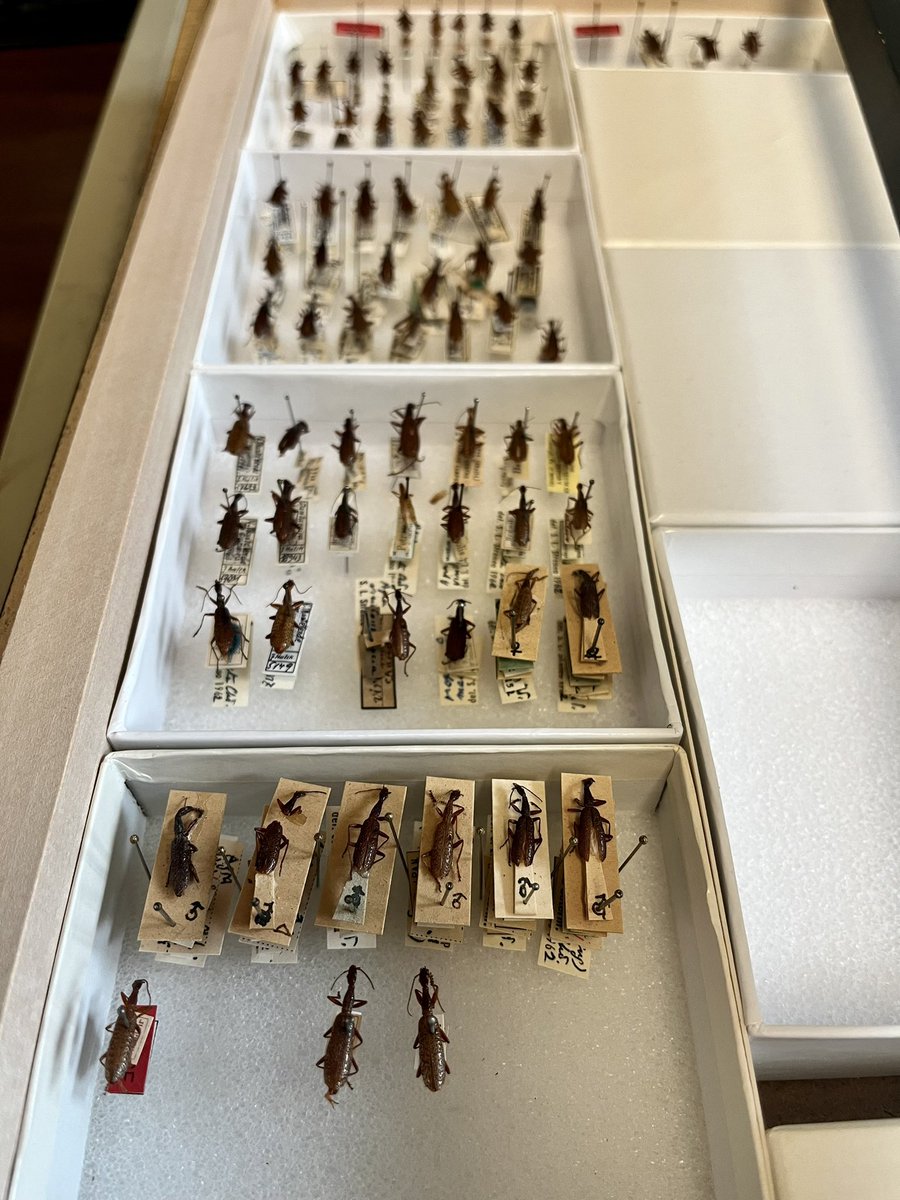 Filling in the gaps #Agra #Carabidae #AcademicFather #MuseumCollections #Taxonomy
