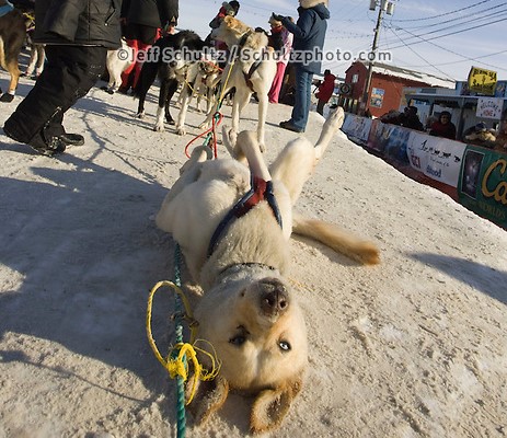Wacky Wednesday!   Rich Corcoran's dog *Tigger* scratches his back in the snow at the finish chute in Nome during Iditarod 2008.   100 days, 0 hours and 30 minutes until Race Day!  Who's ready?!   #cantwait   #iditarod2024  #iditarod  #alaska  #sleddogs 

📸 @iditarodjeff