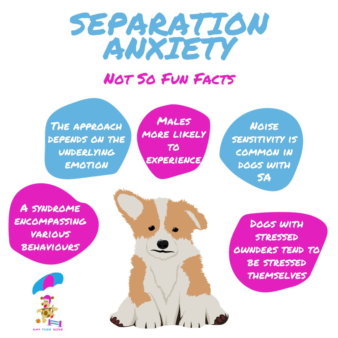Flytiki's tweet photo. Not so fun facts about separation anxiety - learn more and some tips - 
https://t.co/Ck0yhDjhIR
#separationanxiety #separationanxietydogs #dogbehaviourhelp #dogbehaviourtips #dogmumlife #lifewithdogs #anxiousdog #nervousdog https://t.co/ITOlwdtkKr