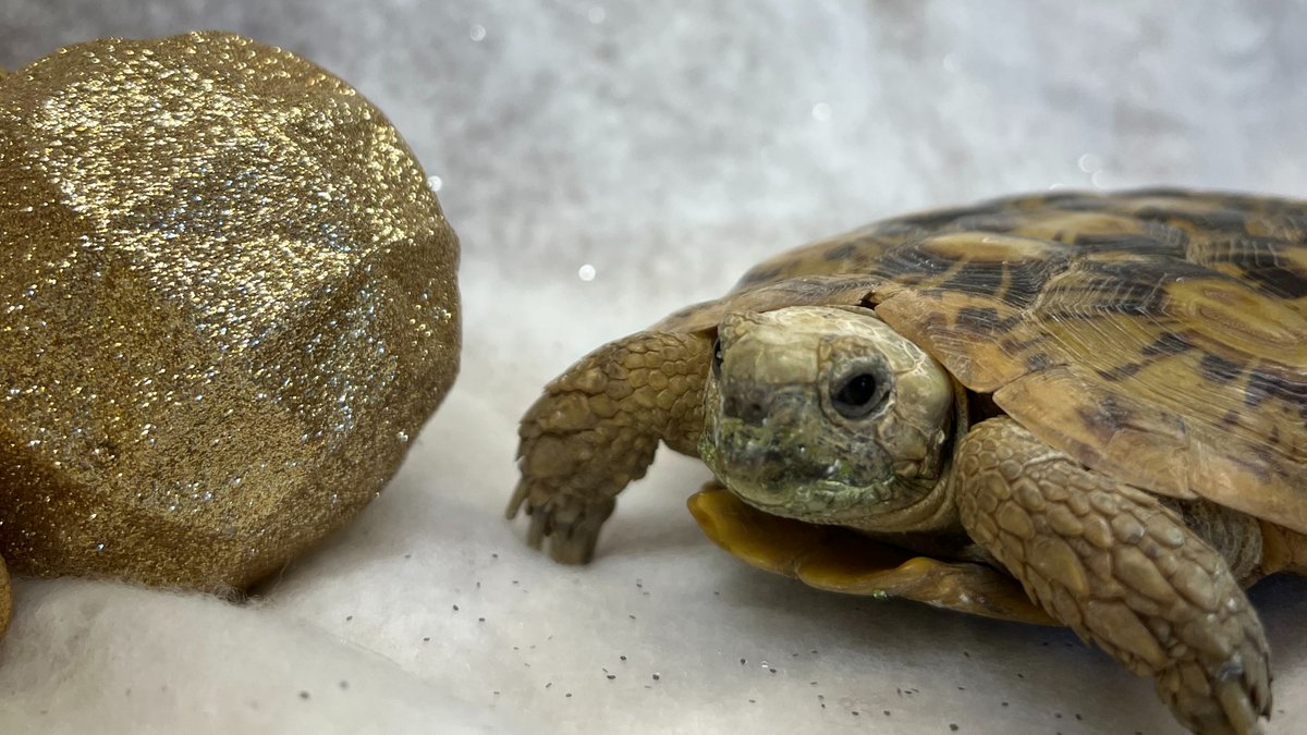Join DPZ for a holiday open house on Saturday, Nov. 25, from 9am - 12pm, in the zoo’s education building. Pop by to meet Santa, purchase or renew a zoo membership, and/or book education classes! Please RSVP to 417-833-1570 by Wed., Nov. 22.