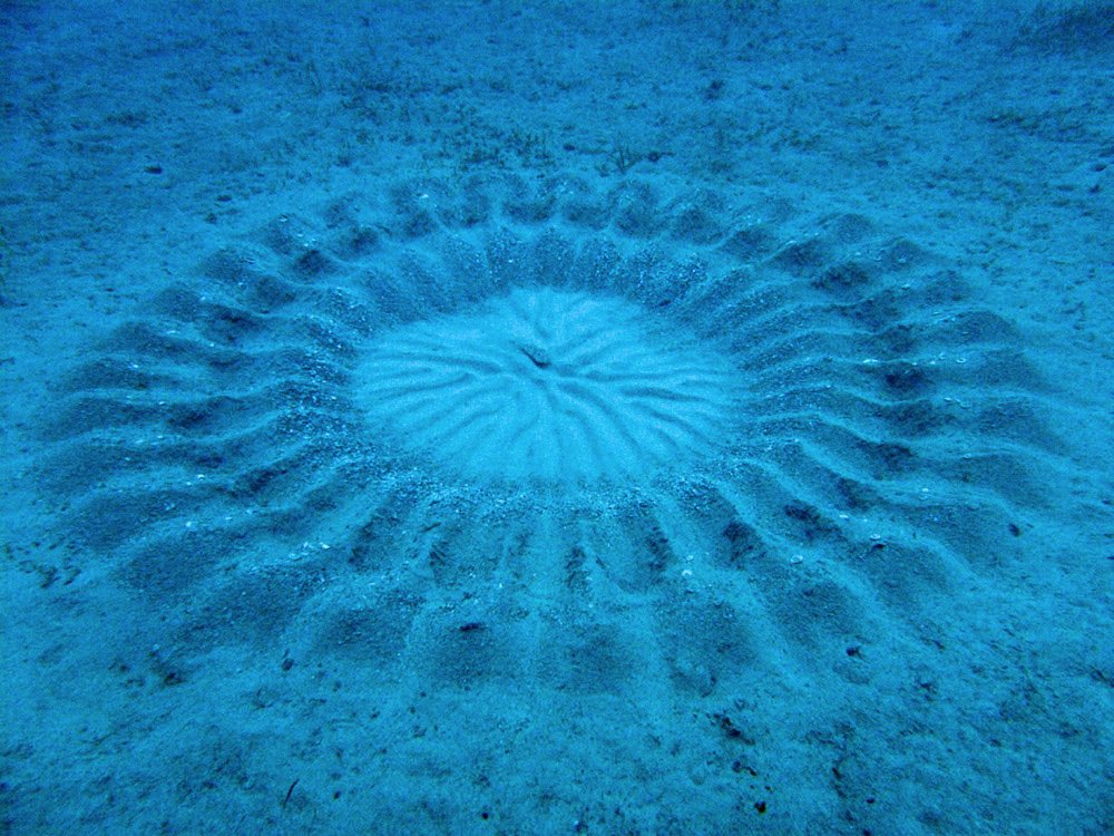 “Art school costs $160,000 a year.” 
The male pufferfish will spend weeks perfecting his sand art for the sole purpose of finding a mate. You’re telling me a fish has more dedication to making art in his free time than ai bros