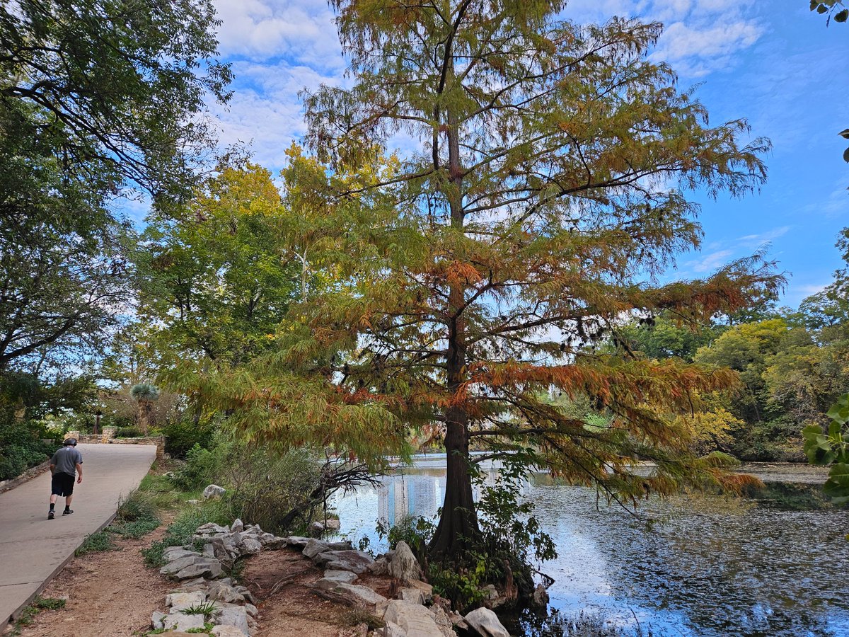 AustinCityParks's tweet photo. Have you noticed the fall colors that are just starting to emerge around Ann and Roy Butler Hike and Bike Trail? https://t.co/BsbBGnV5Vo