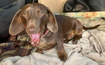 millypod1's tweet photo. 🆘14 NOV 2023 #Lost DUDLEY #ScanMe #Tagged
Brown Dachshund Male
#Bushey/ #Rempstone area of #Wareham #Dorset
#BH20
https://t.co/VymTqoFrYp https://t.co/B1kPvcDVsI