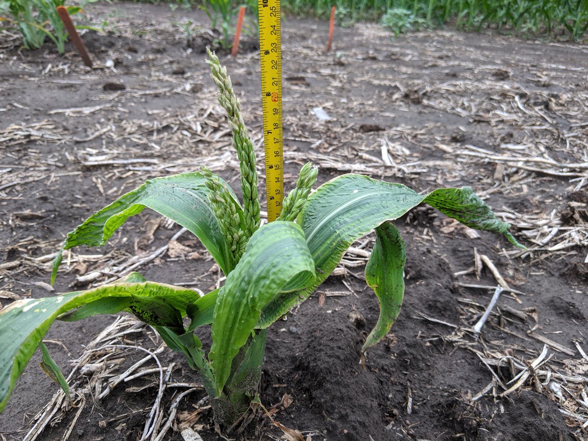 Fast Flowering Mini-Maize is a fun variety. When I grew the A line in the greenhouse, it was only 15-20inches (38-51cm) tall. So short!

However, if it is stressed, it may be even shorter!
In the <a href="/SchnableLab/">Schnable Lab</a>  2021 nursery. there was a drought. Some FFMM were less than 10in/23cm!