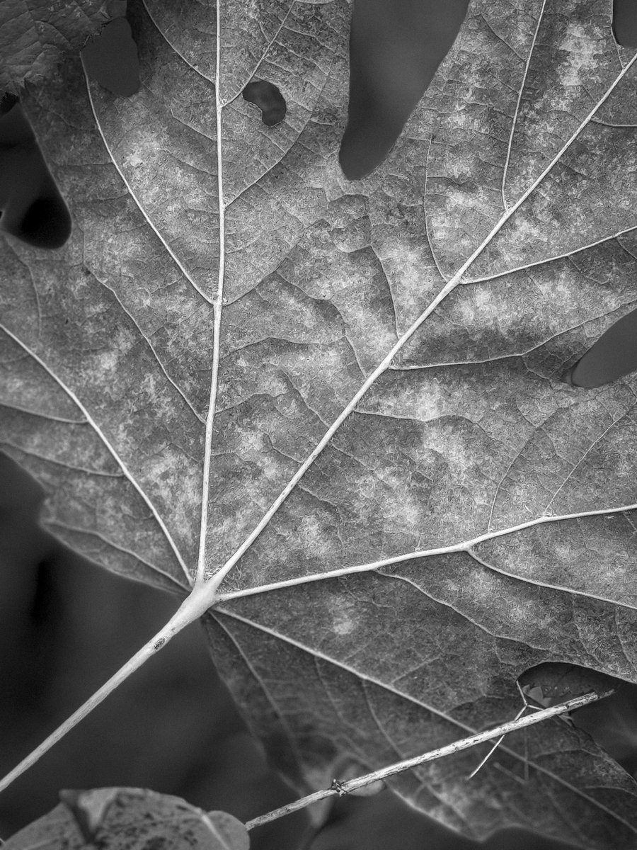 Le Vignette.

#photography #photographer #photooftheday 
#portraitphotography #landscapephotography
#naturephotography #streetphotography
#travelphotography #fashionphotography
#blackandwhitephotography #fineartphotography #eventphotography
#commercialphotography