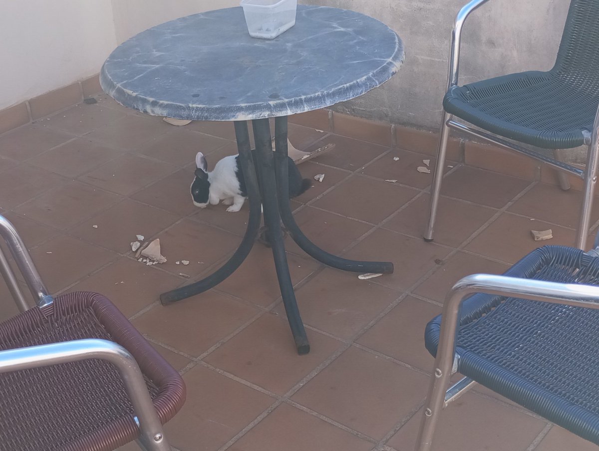 ConejaPelleja's tweet photo. Tardecita en la terraza investigando el misterio de la teja rota 🕵️
#detective #investigar #solecito #terraza #balcón #balconing #tardeo https://t.co/O0NfEVybSp