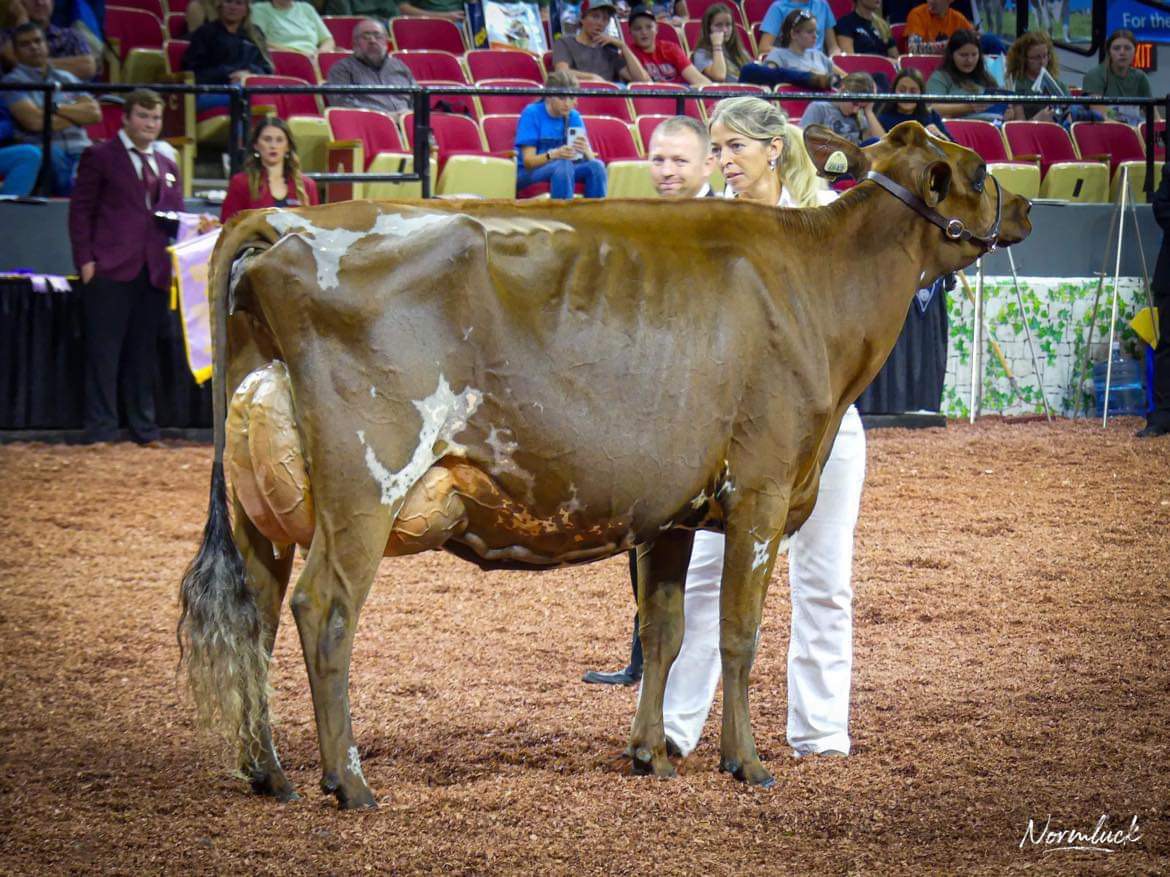 Montana, une vache québécoise sacrée grande championne à la Royale de Toronto. Écoutez l'entrevue avec sa propriétaire Bianca Foley. ici.radio-canada.ca/ohdio/premiere…