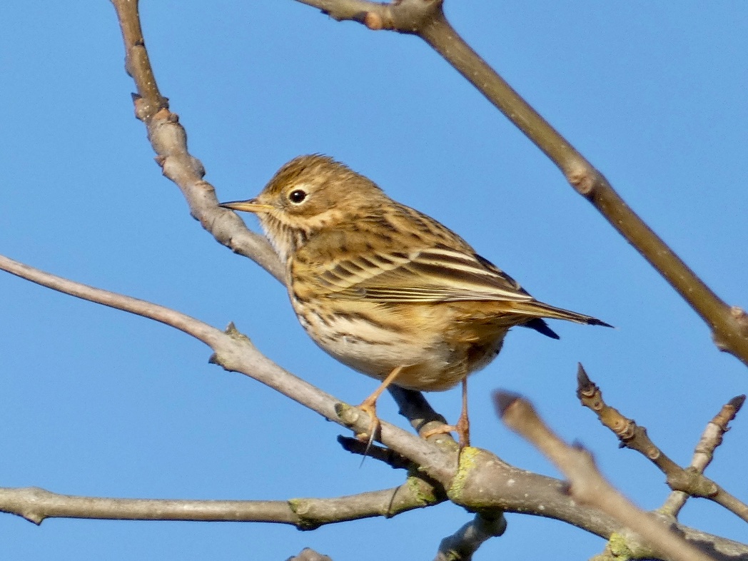 victorthevole's tweet photo. Meadow or Tree pipit please? #idplease @Natures_Voice @IoloWilliams2
Waldringfield Suffolk https://t.co/uMjTYPNJlD