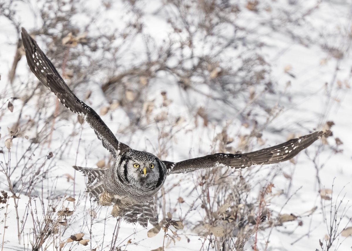 A Northern Hawk Owl bursts forth from the snow after an unsuccessful plunge to try to snag a vole.

#northernhawkowl #surniaulula #hawkowl #calgaryowl #calgaryowls #owlsofcalgary #yycowls #owlsofyyc #calgaryparks #yycadventures #yycoutdoors #calgaryadventures #yycphotography #yyc