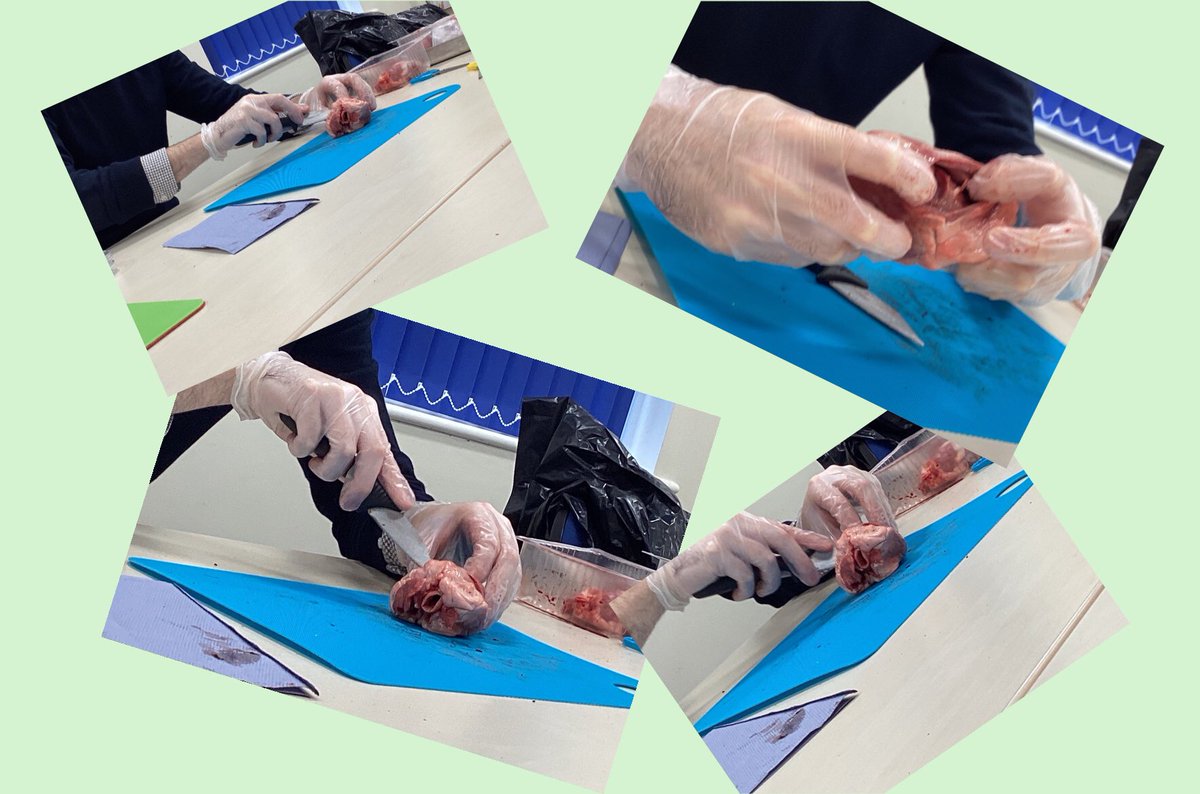 StAnnesKnowsley's tweet photo. Year Six enjoyed learning about the circulatory system by dissecting hearts today. Thank you Mr Gregson from SFX for visiting @SFX1842 #SacpskScience https://t.co/FJVR8cSHKD
