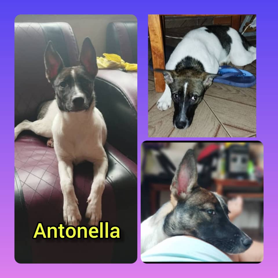 yaracalcagno's tweet image. Difundo. Está perrita tenía un hogar y sus dueños la mandaron a botar. Está en celo, la dejaron por dónde está el colegio de música de la guardia en El Paraíso. Se le consiguió un temporal pero no sé ha localizado. Sí alguien la ve por favor +584143011602 Amaury Quintero