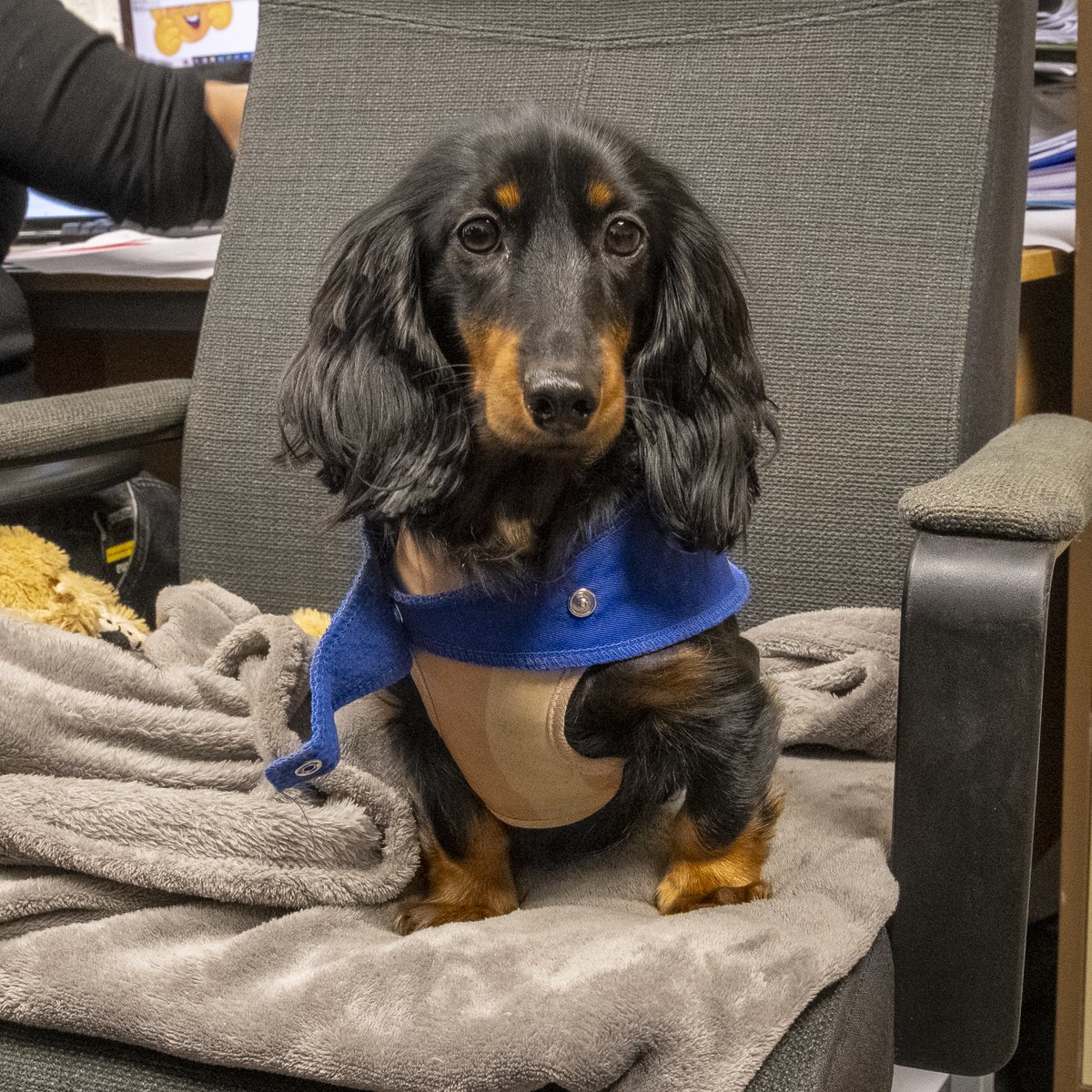 Sasha is ready with her work uniform as Chief Morale Officer ☺️ 😍

#PidcockMotorcycles #Dog #dogatwork