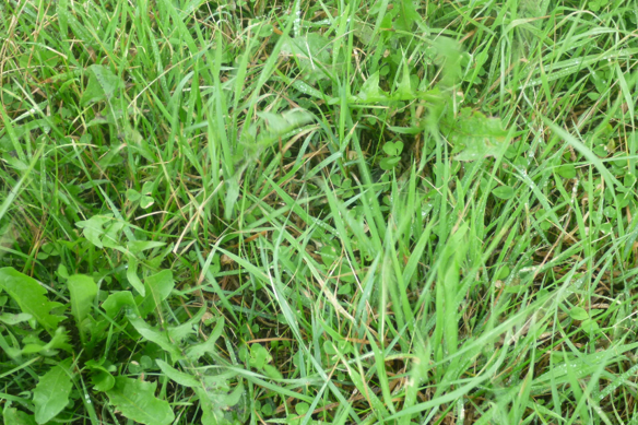 DevenishNutri's tweet photo. Looking to get the most from your grass growth next year?
Trials have shown Digest-Itยฎ treated slurry resulted in an average increase of 1.1T of dry matter per hectare compared to untreated slurry, resulting in a 13:1 return on investment.
#devenish #silage #digestit https://t.co/zrBF1Oqd4S