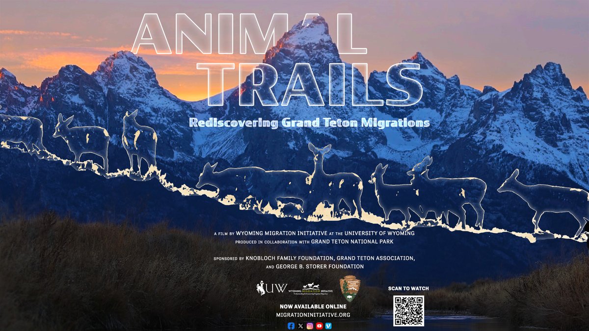 The new film 'Animal Trails: Rediscovering Grand Teton Migrations' debuts today! This @GrandTetonNPS partnership tells the story of migration science and stewardship across vast areas of Idaho and Wyoming. Watch the full film and see excerpts here: migrationinitiative.org/projects/anima…