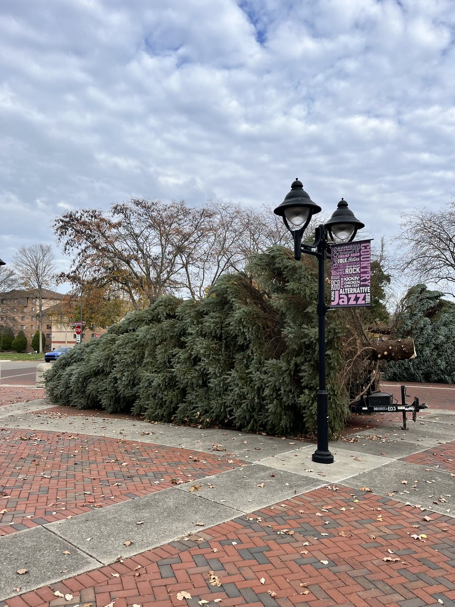 Oh Christmas Trees!🎄Our Parks Division crews are busy  harvesting and setting up our Christmas trees at Lincoln Park this week! The trees will be on display through the holiday season. Join us for the Mayor's Tree Lighting on  Friday December 1st from 6-8pm at Lincoln Park!