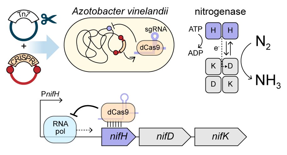 Betul Kacar (@betulland) on Twitter photo Our latest work is out today. We developed a CRISPR interference system for programmable gene knockdown in the nitrogen-fixing model Azotobacter vinelandii. Congrats to lead author Steven Russell and thanks to <a href="/Hypothesisfund/">Hypothesis Fund</a> for the support!
biorxiv.org/content/10.110… <a href="/UWBact/">UW-Madison Department of Bacteriology</a> Our latest work is out today. We developed a CRISPR interference system for programmable gene knockdown in the nitrogen-fixing model Azotobacter vinelandii. Congrats to lead author Steven Russell and thanks to <a href="/Hypothesisfund/">Hypothesis Fund</a> for the support!
biorxiv.org/content/10.110… <a href="/UWBact/">UW-Madison Department of Bacteriology</a>