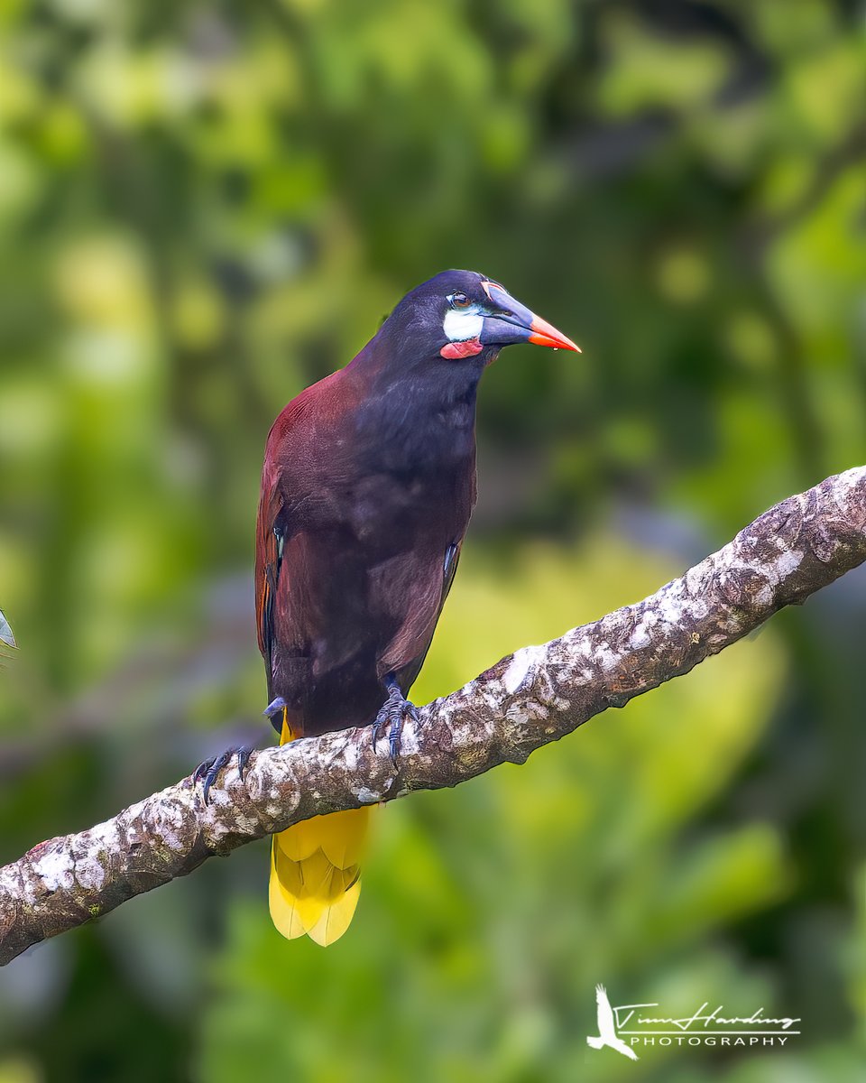 Montezuma Oropendola | Alajuela, CR #birdphotography #birds #birding #BirdTwitter #birdwatching #TwitterNatureCommunity #TwitterNaturePhotography #NaturePhotography