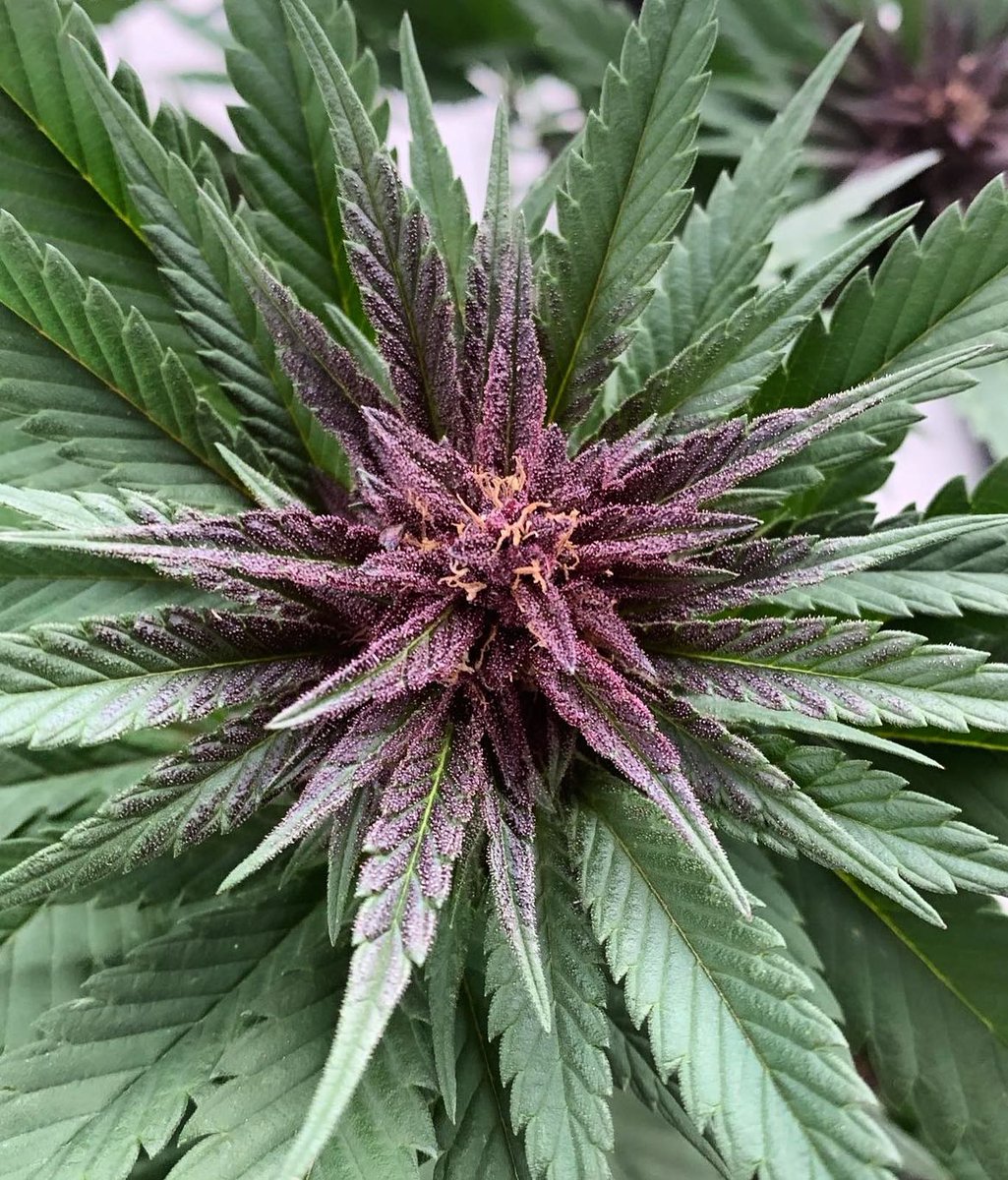 rocket_seeds's tweet photo. Beautiful Purple Kush photo from @mammakush420 π€©ππ±
This Indica-Dominant Hybrid will offer an amazing earthy, fruity and pungent taste you canβt resist πππ Shop this strain today at https://t.co/IDjU6SH8fg πππ±
-
#rocketseeds #seeds #purplekush #feminized #purple https://t.co/sUXt0QwqAg
