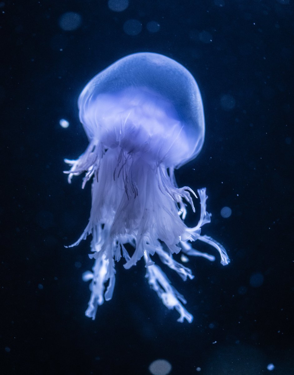 jellyfishisms's tweet photo. all cyanea jellies are venomous ☆.・ ゜ https://t.co/uCf2mJmbAF