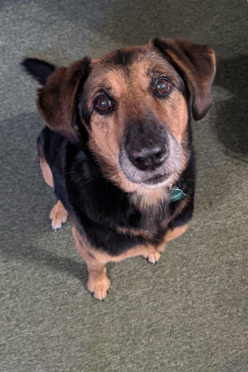 Endo_Jenn's tweet photo. Last week on Oct 30, we said goodbye to our furbaby Bart. He was our friend & protector but most importantly he was our family! 🐾💕
#dogs #furbaby #furkid #dogsarefamily #shepardmix #MS #endo #TN #chronicillness #family #love #loveisafourleggedword #mylife #thisisme https://t.co/fUijcYlu9r