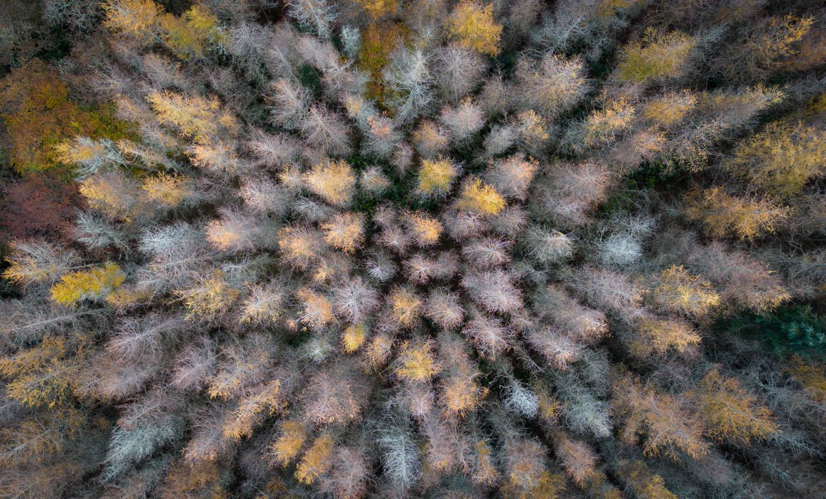 Autumn colours in the Nire valley woods county Waterford. <a href="/IrishRainforest/">Eoghan Daltun 🌍</a>