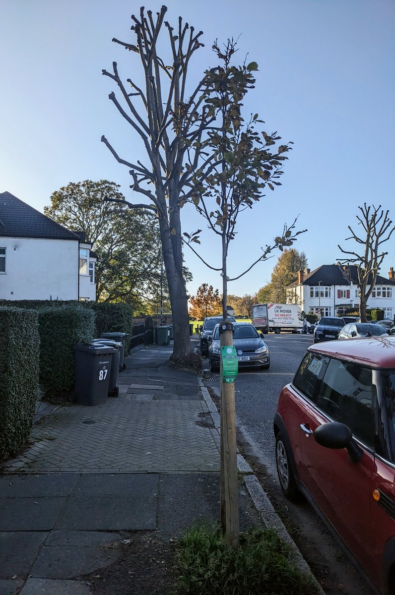 Kumari & Andrew sponsored this Magnolia in London SE26 last winter even though they both now live in Singapore! 🌳🎁🥰 Our tree labels are important for communicating with our communities 🏷️🗣️. Can tree guardians let us know asap if any need replacing.🙏 #environment