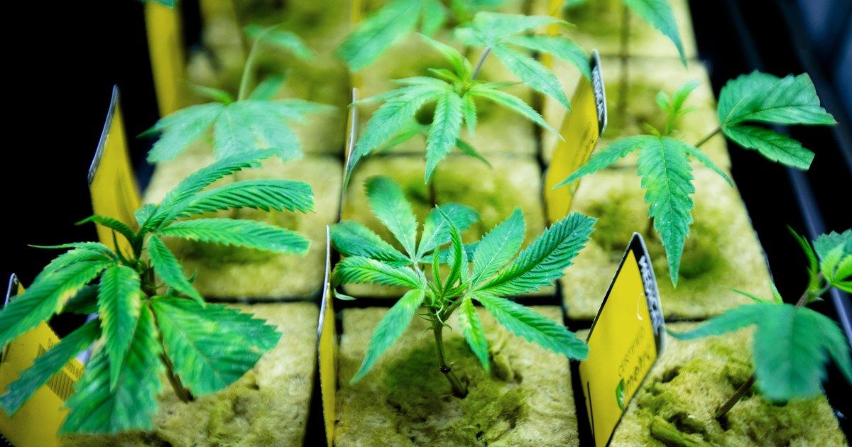 Congratulations to Ohio for becoming the 24th state to legalize adult-use cannabis! Ohio is the third state to legalize possession and recreational sales in 2023, following Delaware and Minnesota, which approved adult use through their legislatures.

buff.ly/3u3xSDP