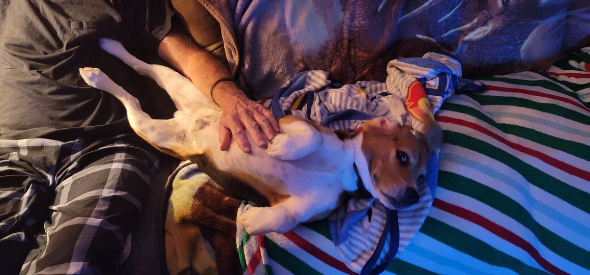 BluBodhi's tweet photo. @beaglefacts @RhythmPurveyor You got that right! Beagle daddy gives the best belly rubs. https://t.co/YRilxcGyPA