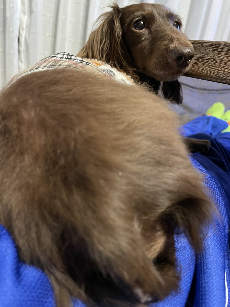 しりデカゆのは🐶🐾
可愛いポイントは尻毛だけふさふさなとこ🫶🏻