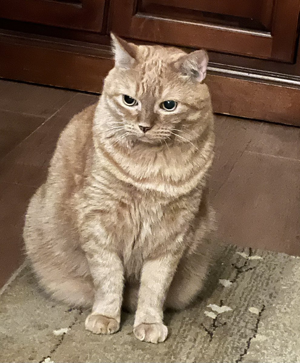 michaelscat's tweet photo. Part lion. Part bear. 
#Brodie #themagnificent
#CatsOfX #CatsOfTwitter https://t.co/LPaUBicrCG