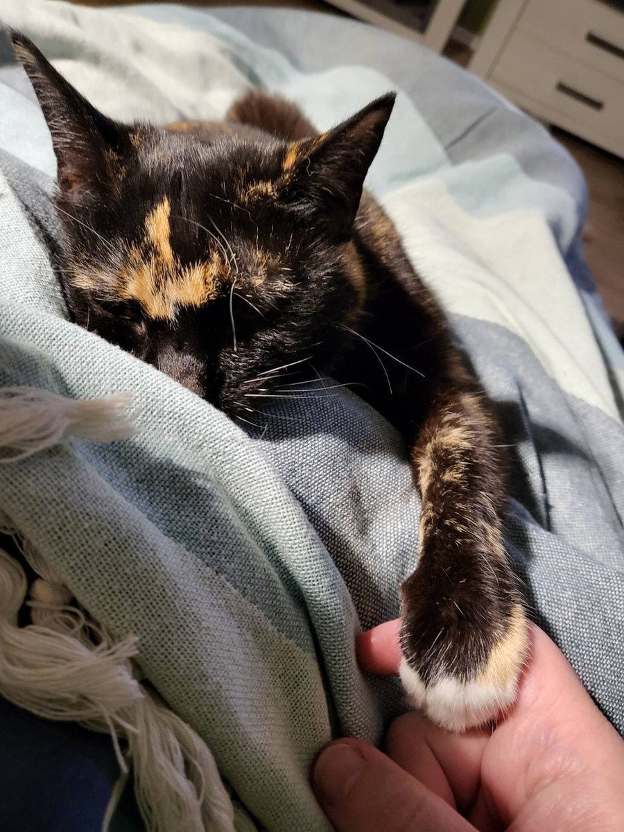 Ariany231 🐾 ☕️📖🎮🧶 🇩🇰 tweet media