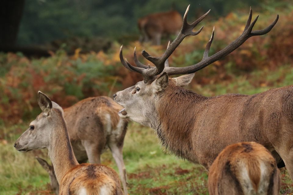 Red stag with his harem warning off the rivals captured by Grahame Camm
 #RedStag #WildlifePhotography #NatureCapture #AnimalBehavior #WildlifeEncounter