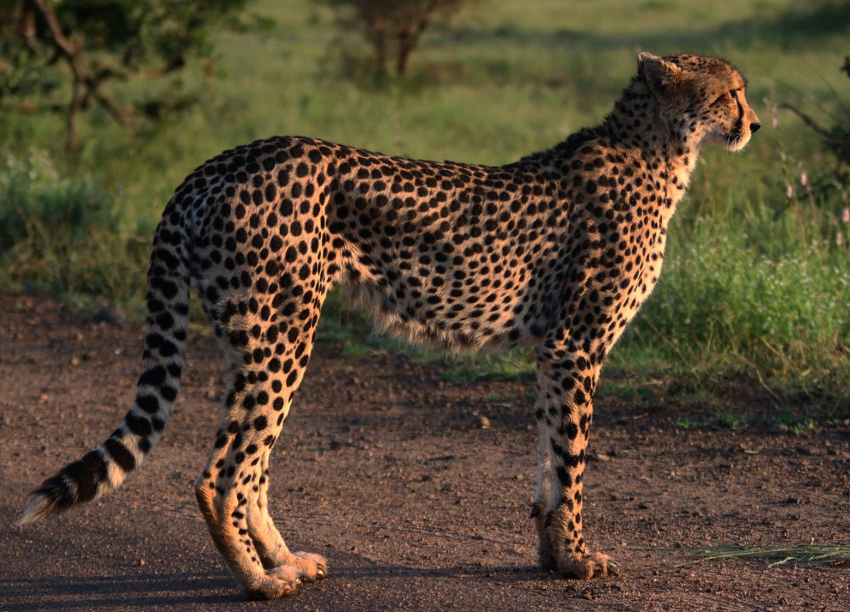 AnimalThen's tweet photo. Watchful #Cheetah , South Africa
.
.
.
#WildCheetah
#SouthAfricaWildlife
#SouthAfricaCheetah
#AfricanBigCat
#AfricanCheetah
#AfricanCarnivore
#AfricanCheetah

#AfricanSafari
#Savannah
#AfricanWildlife

#NatureHabitat #AnimalPhotography #AnimalThen #AnimalEnglish https://t.co/rH5OLISCAB