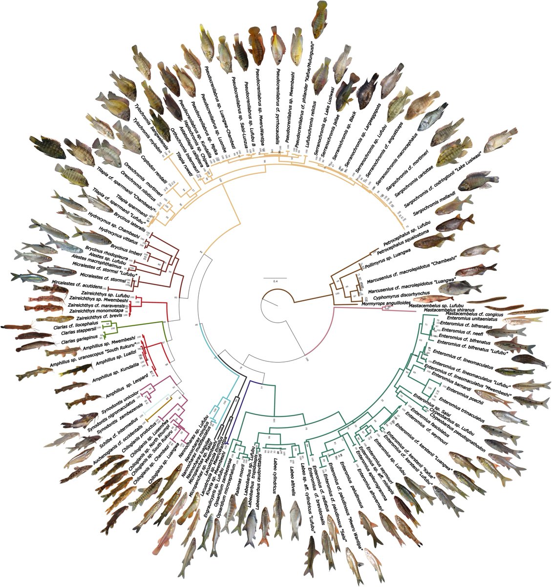 Just out: "Surrounded by Great Lakes: Assessing the ichthyological diversity of Northern Zambian drainage systems" by Schedel et al. in J. Great Lakes Research doi.org/10.1016/j.jglr…