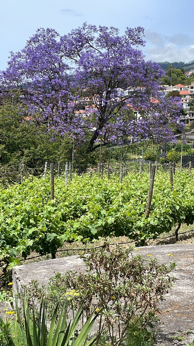 David Birkbeck tweet media