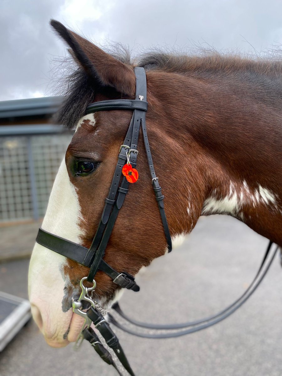 MerPolMounted's tweet image. Jake and Beau have been patrolling around Speke today and speaking to lots of members of the community.
They have also proudly been wearing their Poppies. 
#StandTall #PHBeau #PHJake