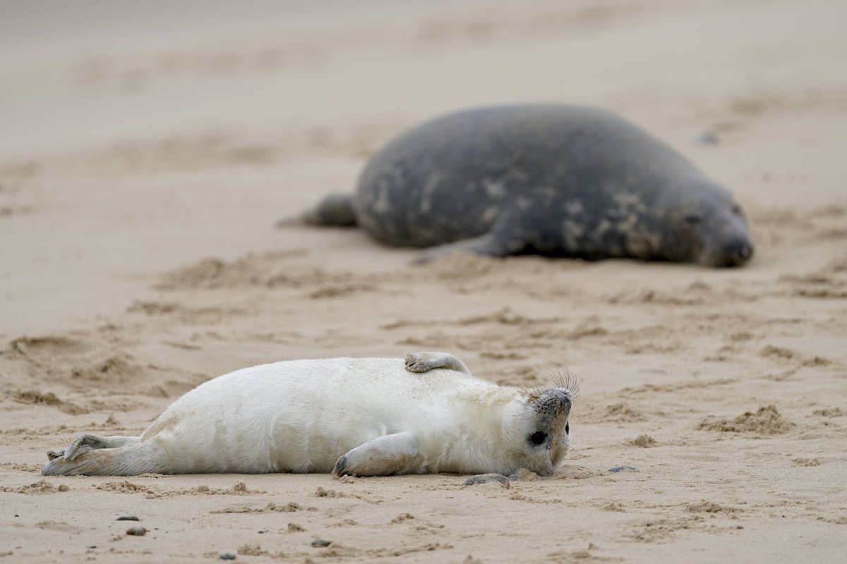 Joe Giddens tweet media