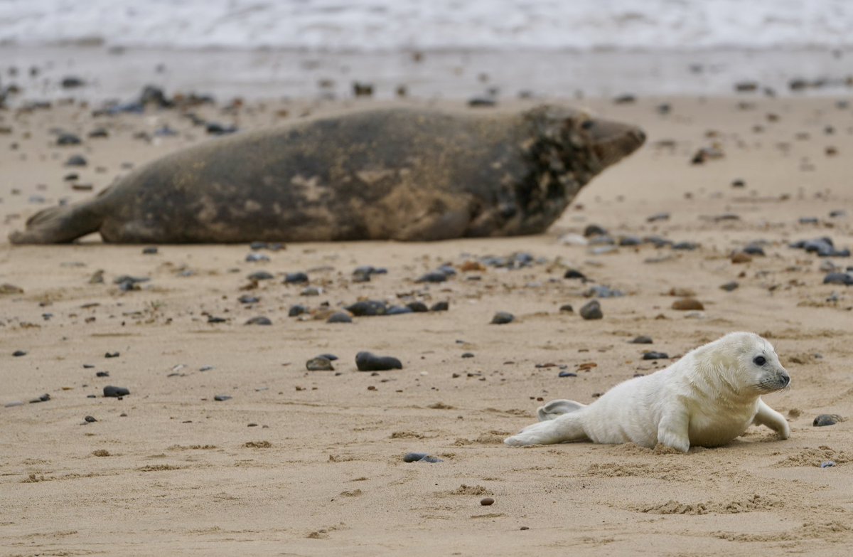 Joe Giddens tweet media