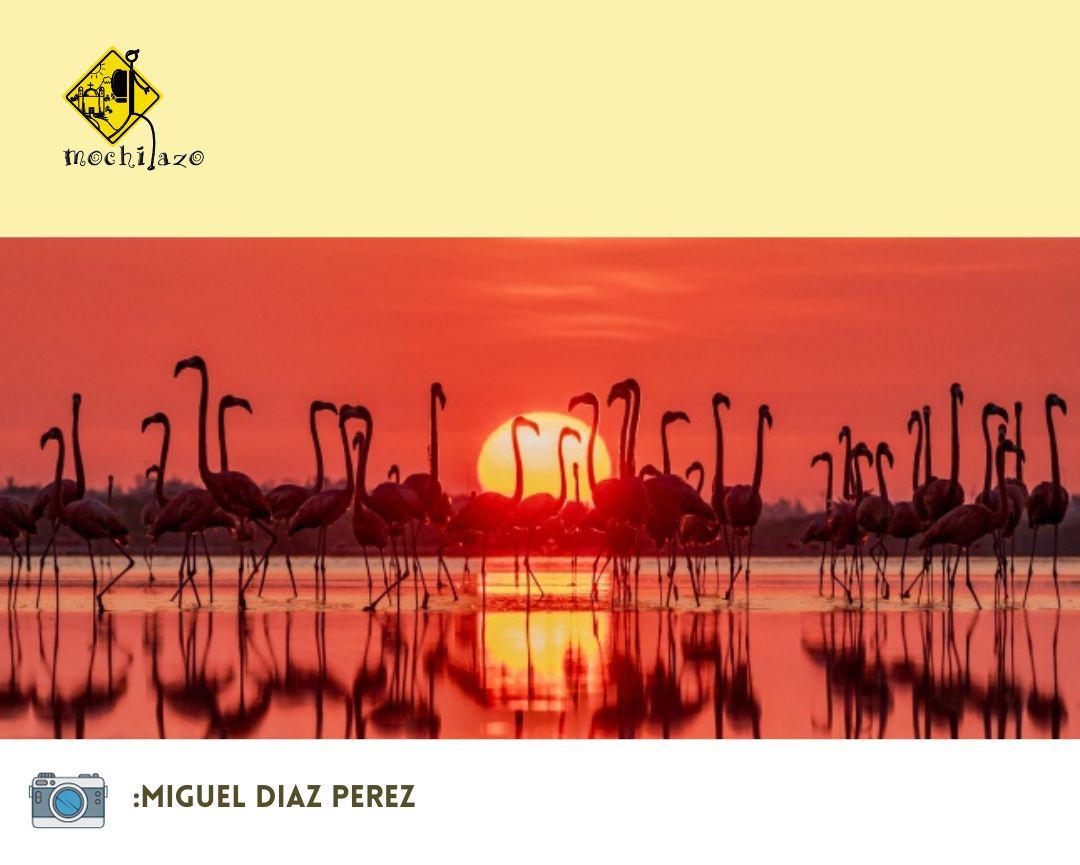 En Yucatán, los atardeceres se convierten en un espectáculo mágico cuando los flamencos rosados se unen al escenario, capturado por el fotógrafo Miguel Ángel Díaz. ¿Quieres ser testigo de esta belleza? Las reservas naturales del estado de Yucatán son el lugar perfecto.