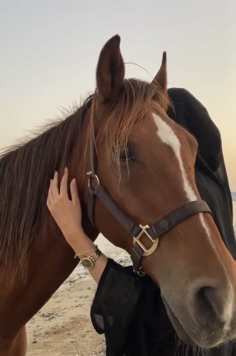 amolalasiri2021's tweet photo. انا انثى.عزمي وصدقي باسمى معانيهـ
بي عفة المهره وبين روح خيال

وحدي وصلت للعز لآخر موانيهـ
انثى لكني عن الفين رجااال https://t.co/dv2hSMvDzw