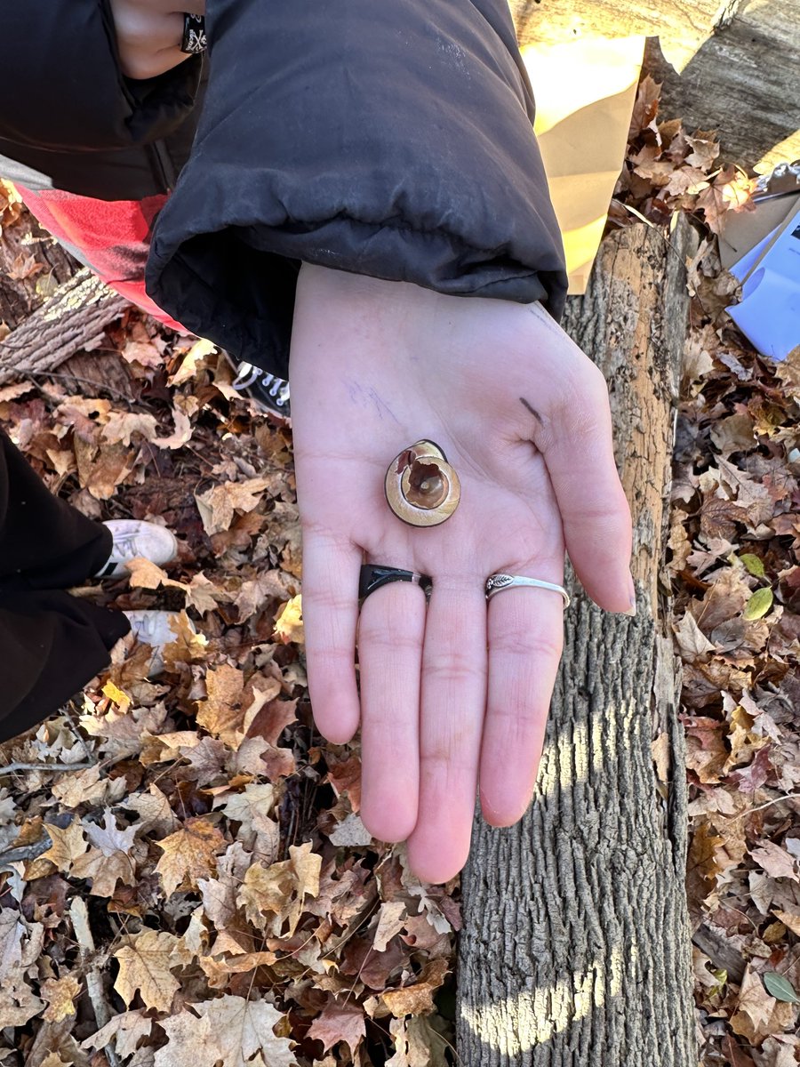 SPXMath's tweet image. Another Divine Spiral found on our forest exploration today @StPiusXOCSB @ocsbDL #FIBONACCISEQUENCE #PHI