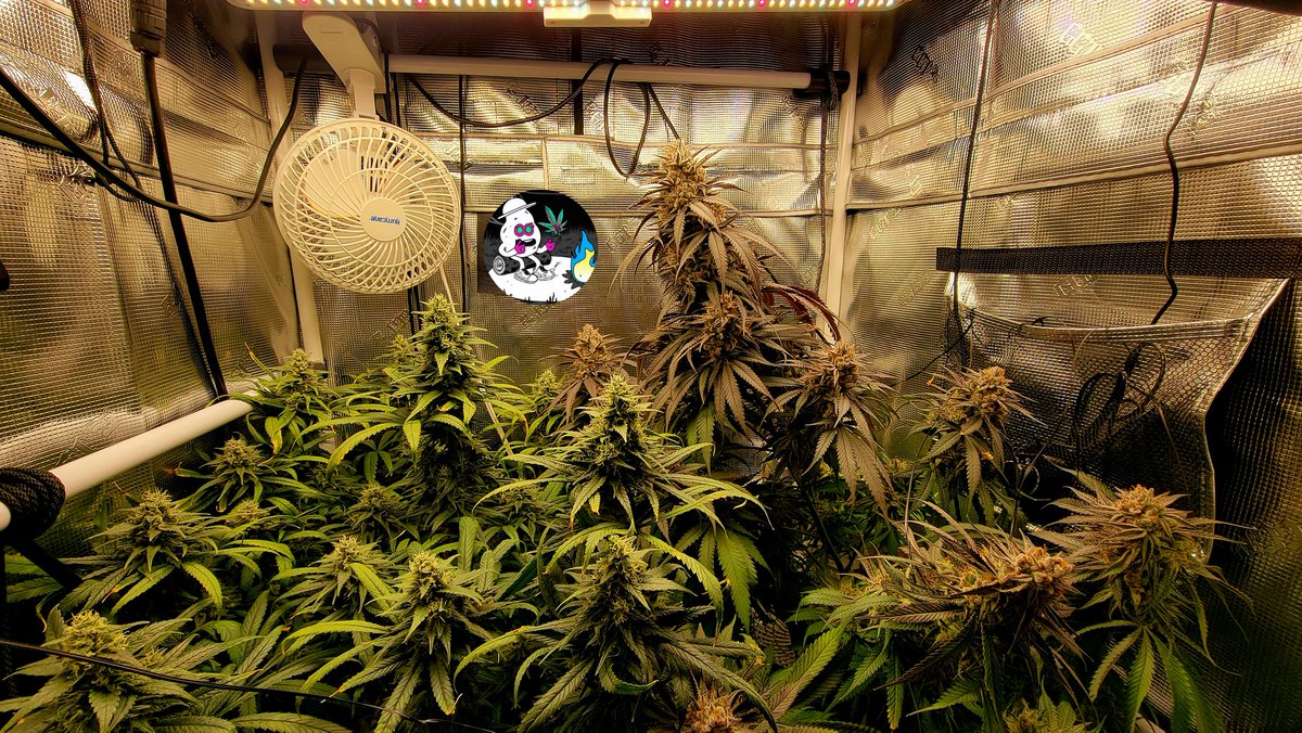 CryptoBudNFT's tweet photo. 2 ladies are looking great under the LED sun.  
#OnlyPlant
#OnlyFlower
#CannaLand https://t.co/mKsWk4y5F1