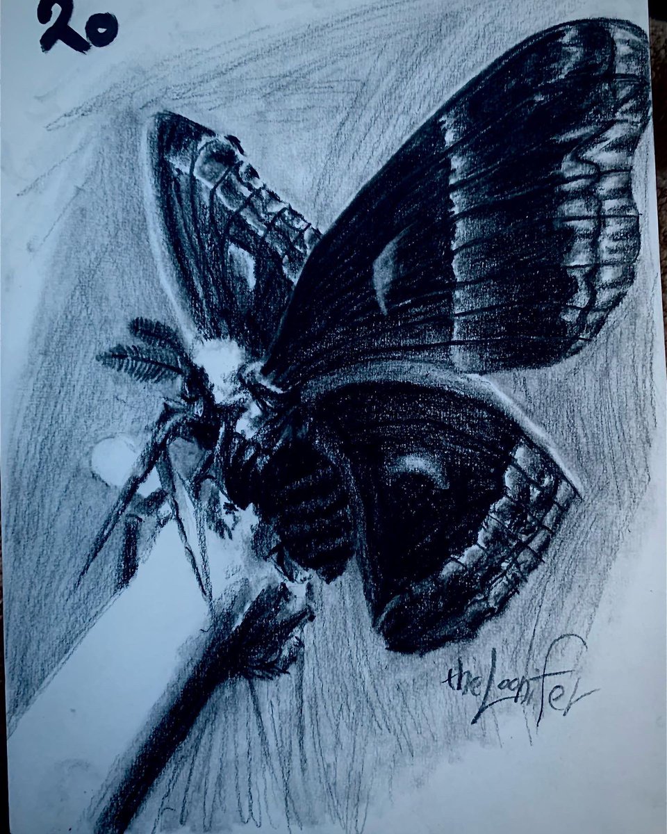 loonafromhell's tweet image. drew a moth this time took me 4h 🦋
.
x
#moth #traditionalart #art #drawing #pencilart #traditionalart #4hart #artist #furryartist #pencil #mothart #mothdrawing