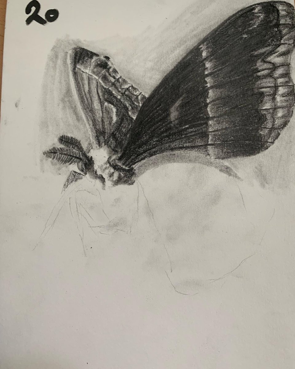 loonafromhell's tweet image. drew a moth this time took me 4h 🦋
.
x
#moth #traditionalart #art #drawing #pencilart #traditionalart #4hart #artist #furryartist #pencil #mothart #mothdrawing