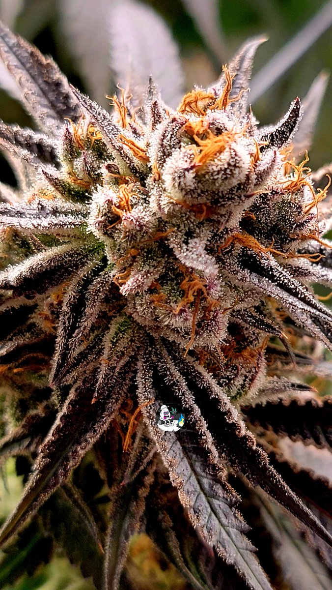 Stay frosty, everyone. 
#OnlyPlant
#OnlyFlower
#nofilter #CannabisCommunity #StonerFam #420Life