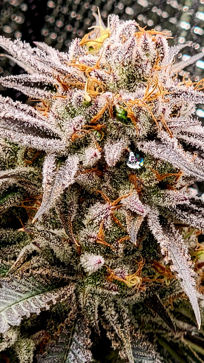 CryptoBudNFT's tweet photo. Stay frosty, everyone. 
#OnlyPlant
#OnlyFlower
#nofilter #CannabisCommunity #StonerFam #420Life https://t.co/rGGMiMR3hW