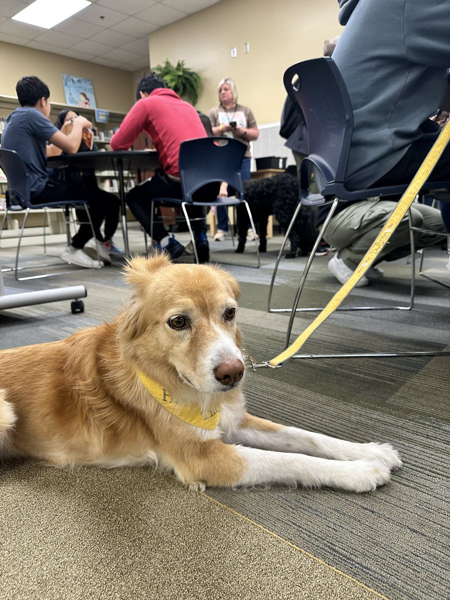 MrsD_MLIS's tweet photo. Love collaborating w/ the ELL dept, @SDLBACK, & @HandinPawAL. Our awesome English learners receiving even more support in the library w/the new collection built just for them plus sweet dog friends to read to. ALL students need access to great books! @ericfhines @TCSBoardofEd https://t.co/yNYkccGriq