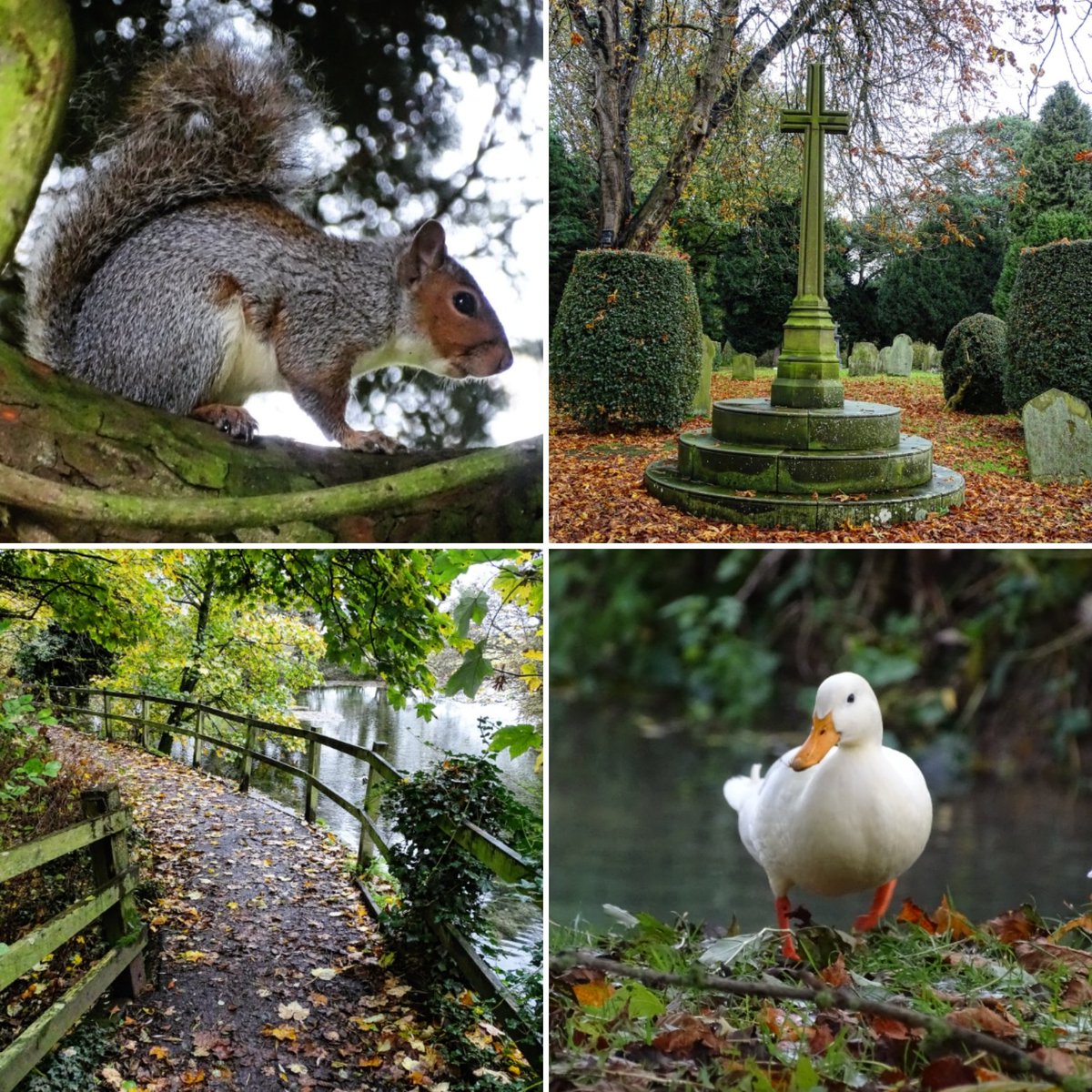 Today's wander around my town #wandering #roaming #keepexploring #staycurious #autumn #autumnal #autumncolours #autumnvibes #november #driffield #littledriffield #yorkshirewolds #eastriding #eastridingofyorkshire #lovewhereyoulive