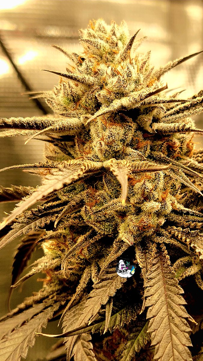 Playing with filters to see how dank it could have been. 
#OnlyPlant
#OnlyFlower
#cannabisgrower #cannabis #Weedmob #weedlife