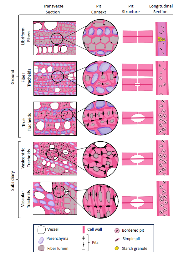 Dr. Kate Johnson (@kateplantphys) on Twitter photo Had alot of fun writing this anatomy- physiology crossover with a great team🌳🫧
brill.com/view/journals/… Read about the potential roles of the cells surrounding the plant water transport system during drought, in the context of physiology & observations made by Sherwin Carlquist! Had alot of fun writing this anatomy- physiology crossover with a great team🌳🫧
brill.com/view/journals/… Read about the potential roles of the cells surrounding the plant water transport system during drought, in the context of physiology & observations made by Sherwin Carlquist!